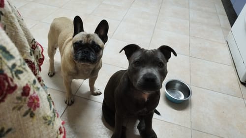 Customer photo review of Pollo