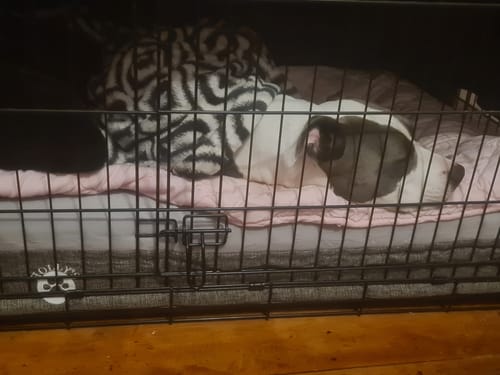 Customer photo review of Orthopaedic Memory Foam Bed