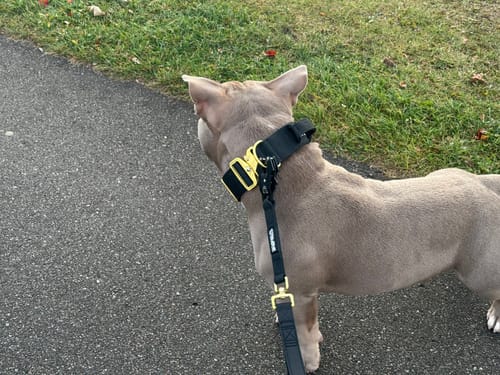 Customer photo review of Tacti Luxe Dog Leash - Gold Noir