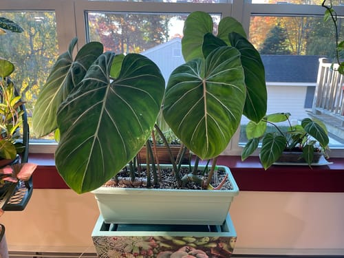 Customer photo review of Houseplant Pest Spray