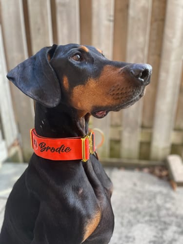 Customer photo review of 2" Tacti Luxe Dog Collar - Gold Cognac