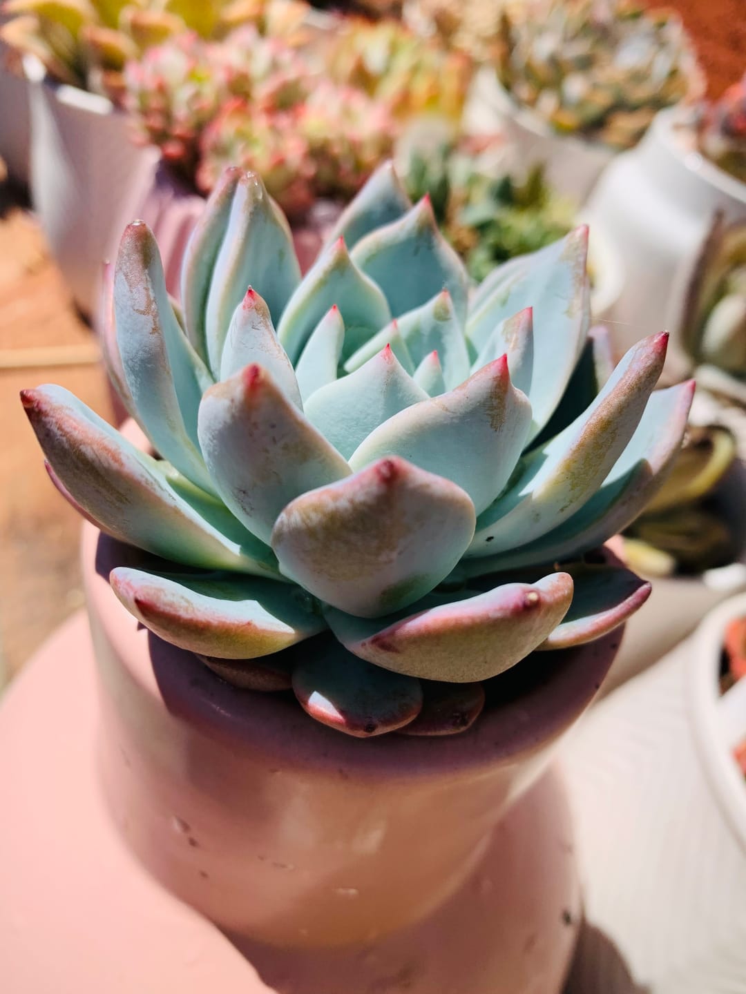 Customer photo review of Echeveria 'Blue Bird'