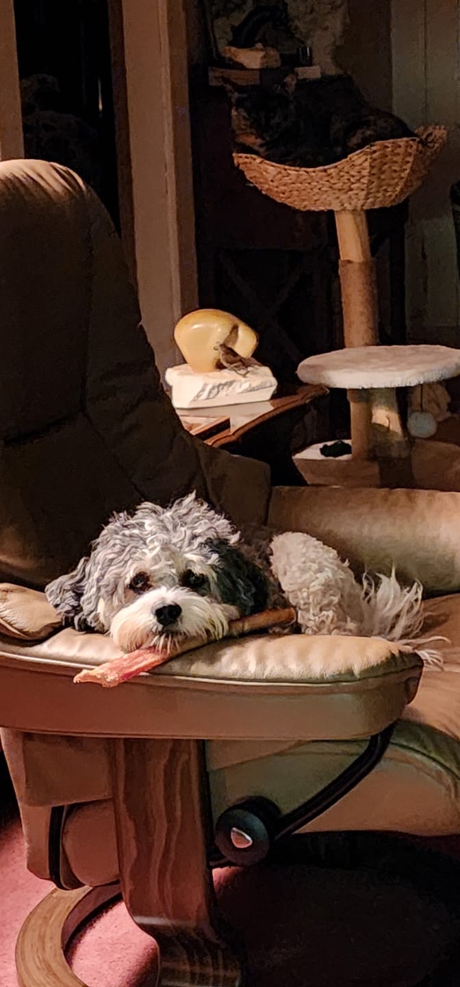 Customer photo review of 12 Inch Mega Monster Bully Stick (LIMITED)