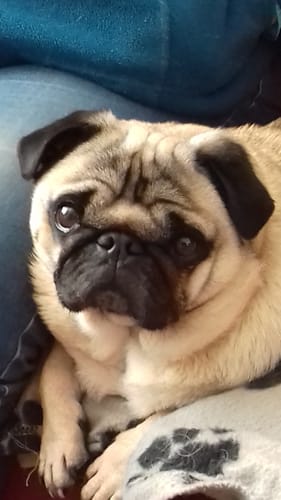 Customer photo review of Oatmeal Dog Shampoo with Coconut & Lime Fragrance