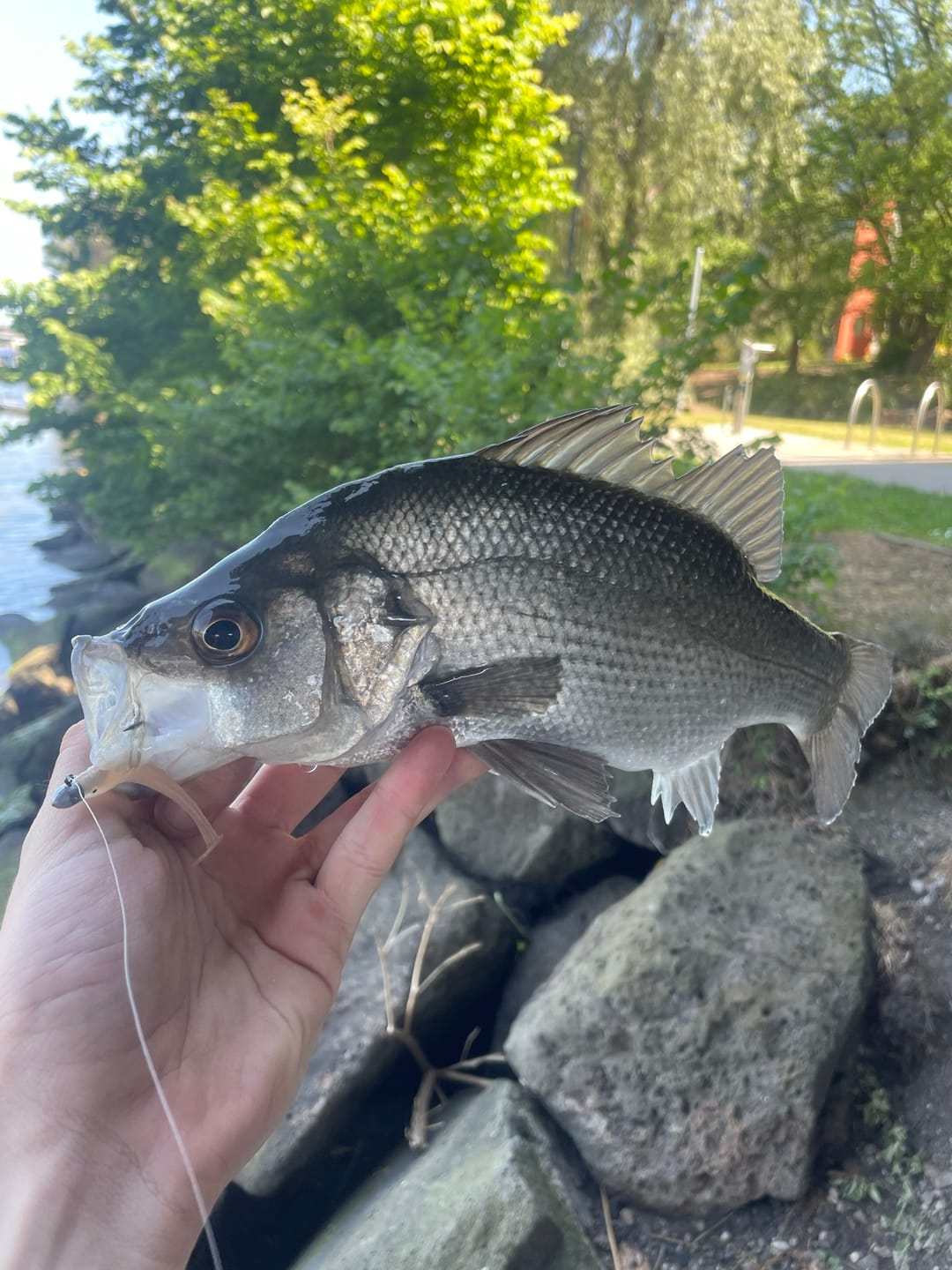 Customer photo review of 2.25 INCH (GUPPIE)
