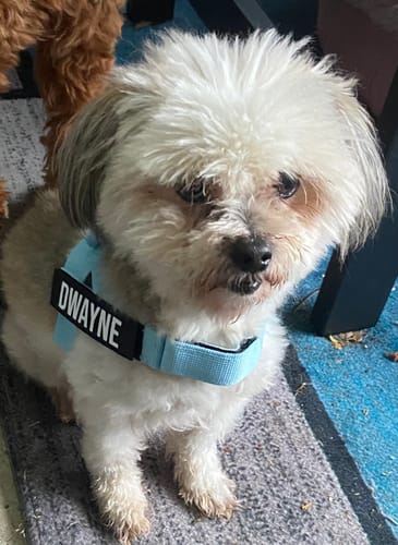 Customer photo review of Dog Friendly Co. Gift Card