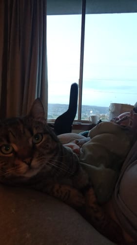 Customer photo review of 1 Month Supply – 2 Cat