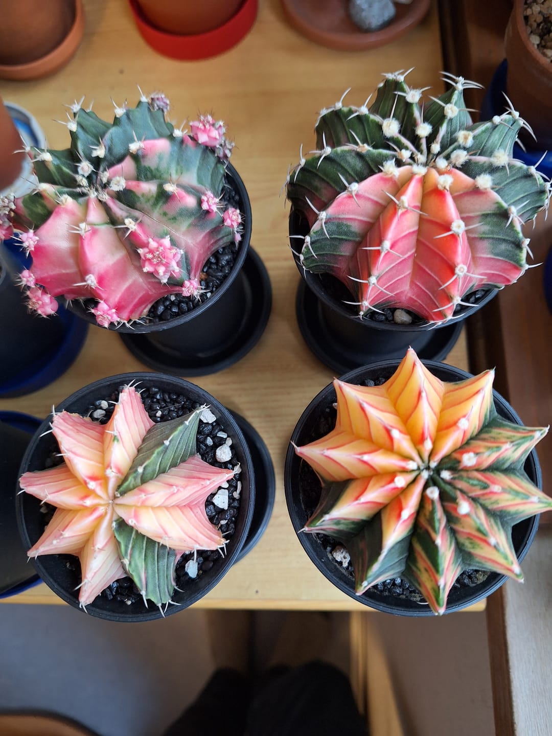 Customer photo review of Gymnocalycium Mihanovichii Variegata (Kaktus)