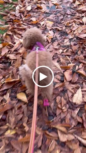 Customer video review of WagWellies® Mojave