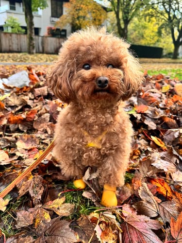 Customer photo review of WagWellies® by wagwear