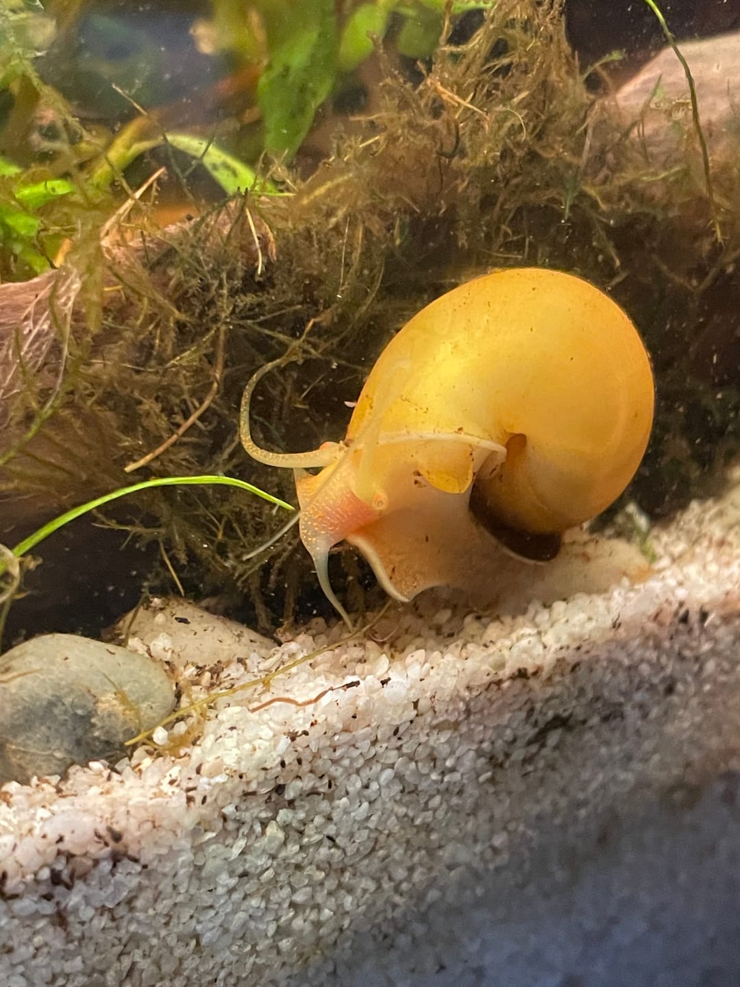 Customer photo review of Gold Mystery Snail