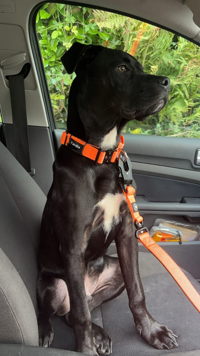 Customer photo review of 2.5cm Combat® Collar | With Handle & Rated Clip - Orange