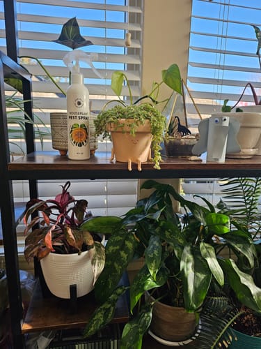 Customer photo review of Houseplant Pest Spray