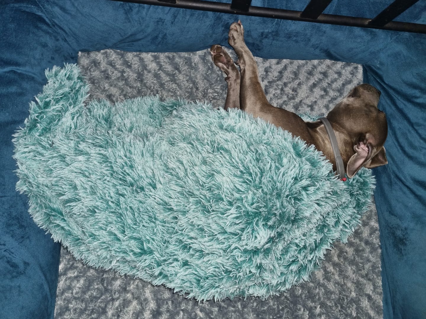 Customer photo review of PaWz Pet Calming Blanket
