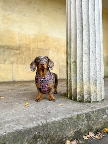 Customer photo review of Tough Trails™ Harness - Mulberry Plaid