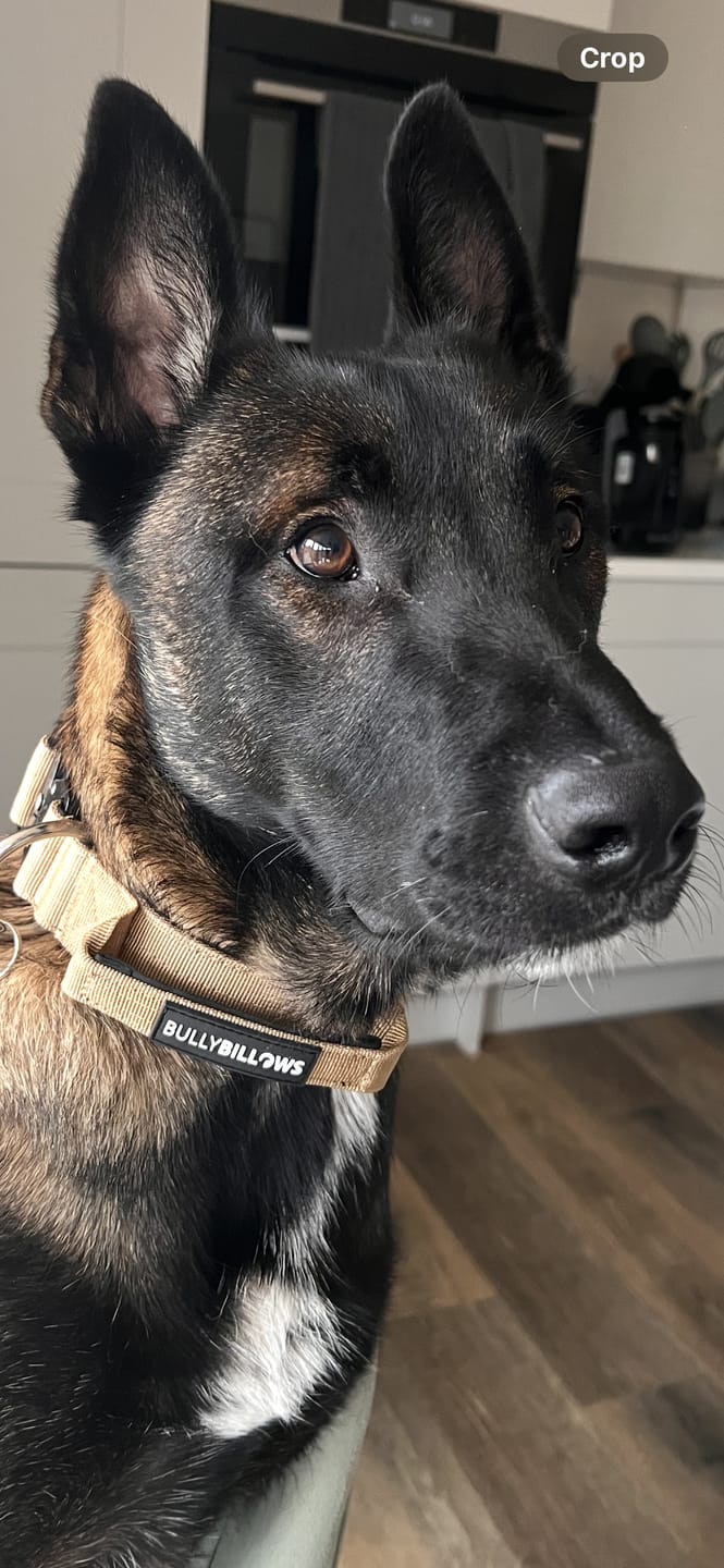 Customer photo review of 4cm Combat® Collar | Handle & Rated Clip - Tan