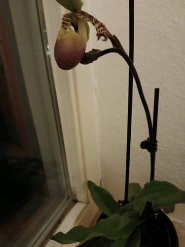 Customer photo review of Frauenschuh Orchidee Pinocchio mit 1 Stiel