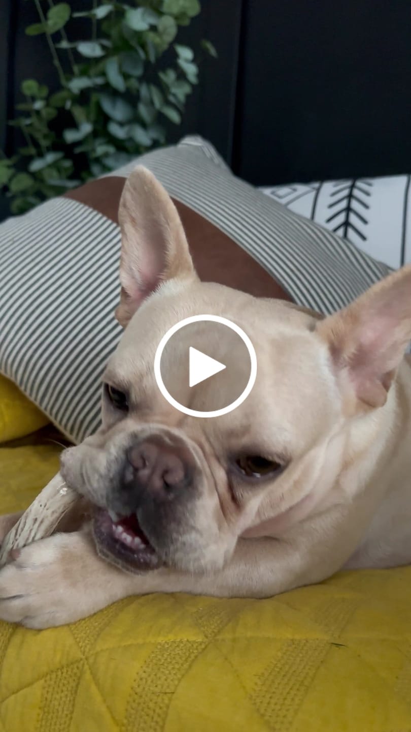 Customer video review of Medium Elk Chew