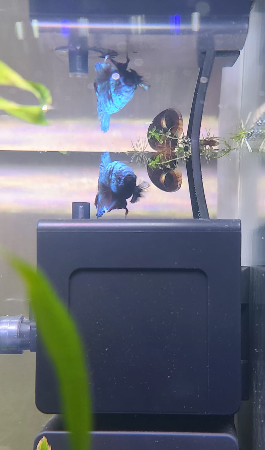 Customer photo review of Shark PRO