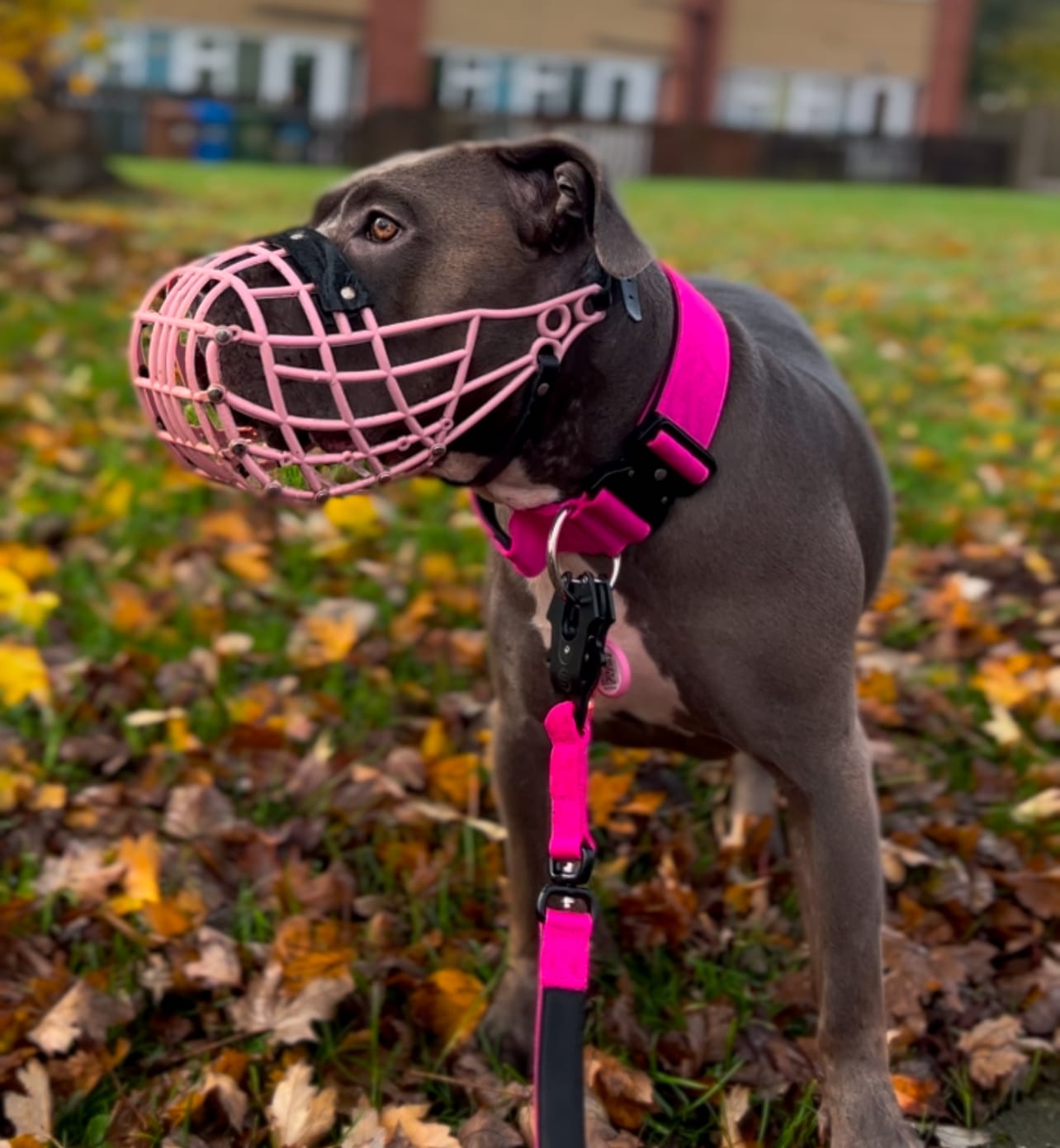 Customer photo review of 1.4m Swivel Combat Lead | Anti-Tangle & Secure Clip - Magenta