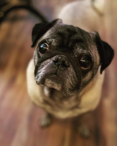 Customer photo review of Organic Coconut CBD Oil : 1 oz - 350mg : Anxiety & Calming Relief Blend