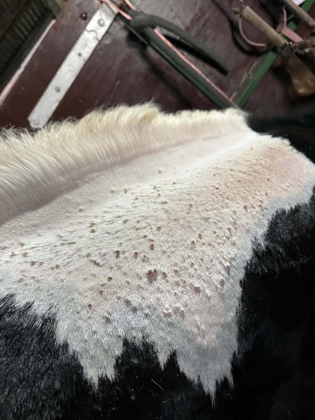 Customer photo review of Horse Skin Rescue Bundle