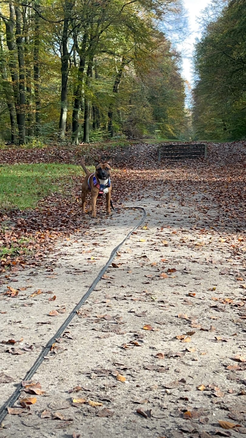 Customer photo review of Billowthane® Recall Leash - 10m | Waterproof & Anti-Rust - Matte Black | Series 2