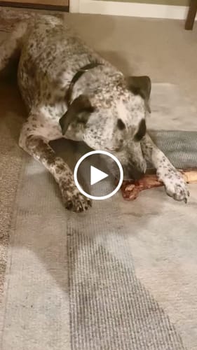 Customer video review of Medium Ostrich Cane (10" x 3"): The Long-Lasting, Flavor-Packed Chew for Medium & Large Dogs