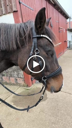 Customer video review of CR Harmonybridle - gebisslose 3 in 1 Zäumung