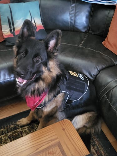 Customer photo review of NEW Upgraded Tactical No-Pull Team K9™ Dog Harness with 4 Quick-Release Metal Buckles, Reinforced Front & Back D-Rings, Hook & Loop Panels, Adjustable Straps, Reflective Strips, & Top Handle