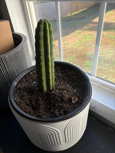 Customer photo review of San Pedro Cactus | Trichocereus (Echinopsis) Pachanoi