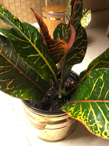 Customer photo review of Houseplant Pest Spray