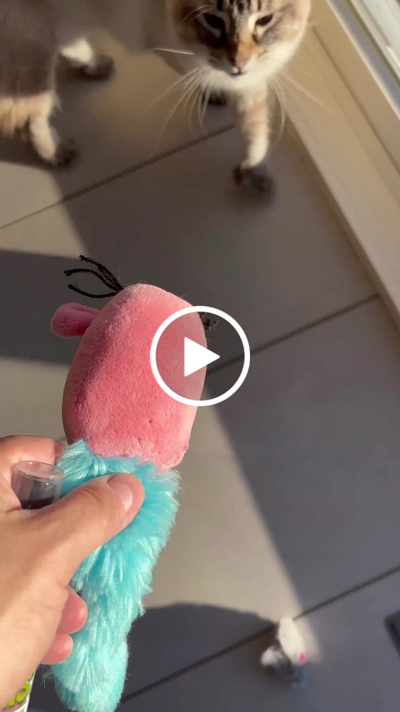 Customer video review of Noba Mist Catnip Spray - 100% Natural Entertainment and Relaxation for Your Cat