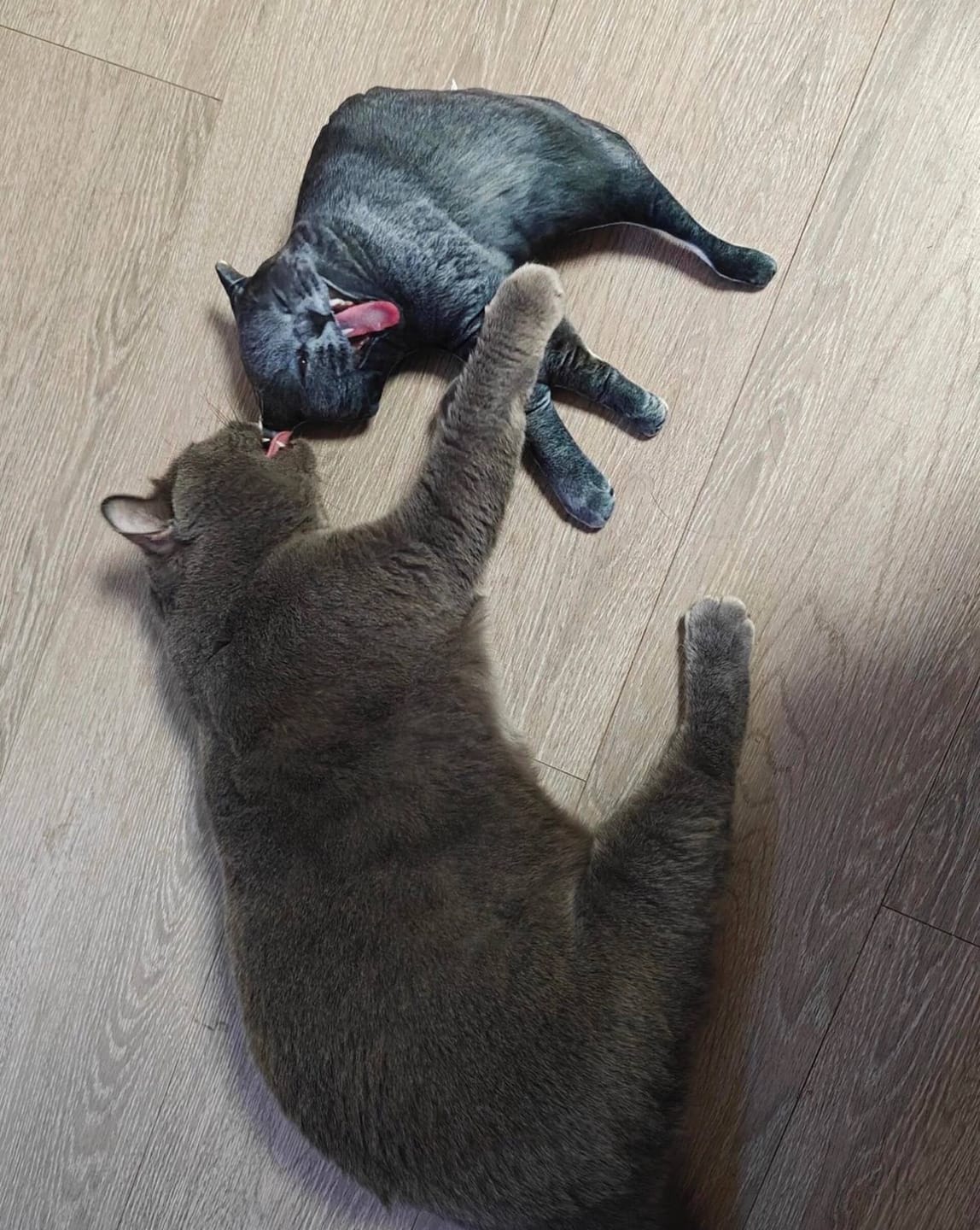 Customer photo review of Custom Pet Pillow