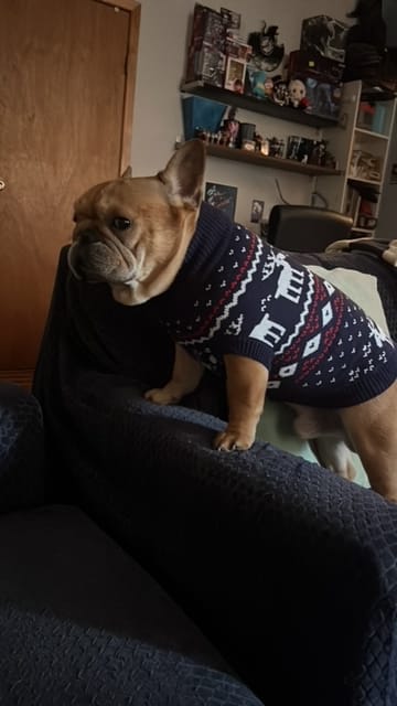 Customer photo review of Christmas Dog Knit Sweater