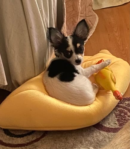 Customer photo review of Small & Medium Breed Puppy - NutriSource - Dry Dog Food