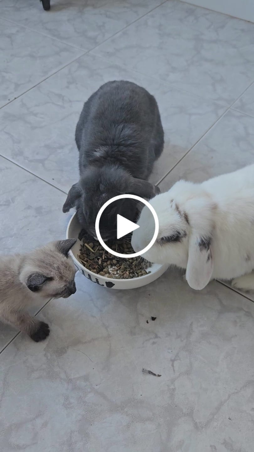 Customer video review of Burgess Excel Adult Rabbit Nuggets With Mint (Mais opções disponiveis)