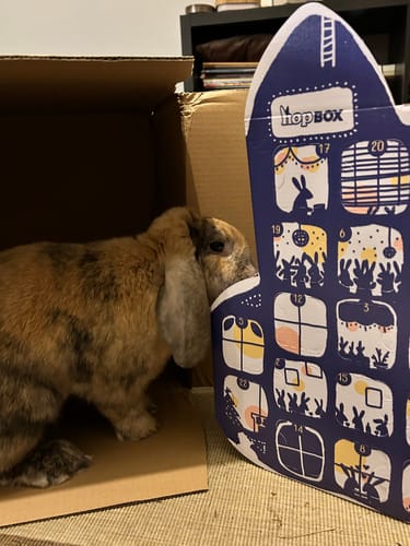 Customer photo review of Le Calendrier de l'Avent Magic'Bunny