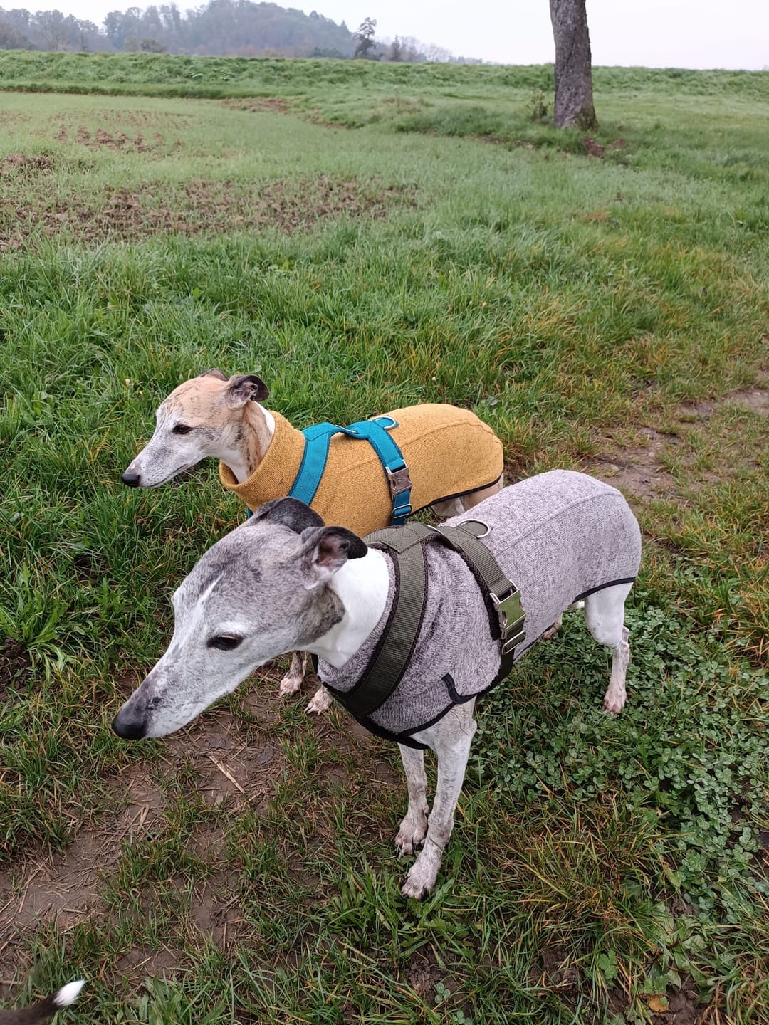 Customer photo review of Hundegeschirr PRO "Mountain Green"