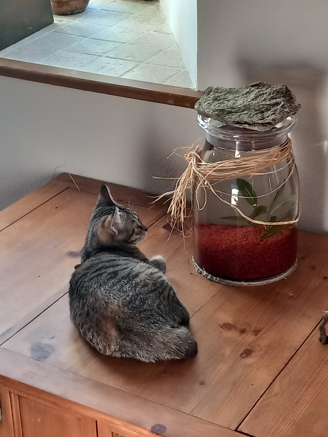 Customer photo review of Multipack d'effilés (chat stérilisé et chat adulte)