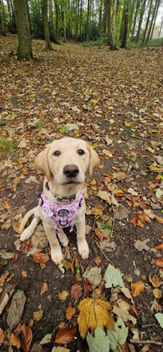 Customer photo review of Tough Trails™ Harness -Betsy's Roadtrip