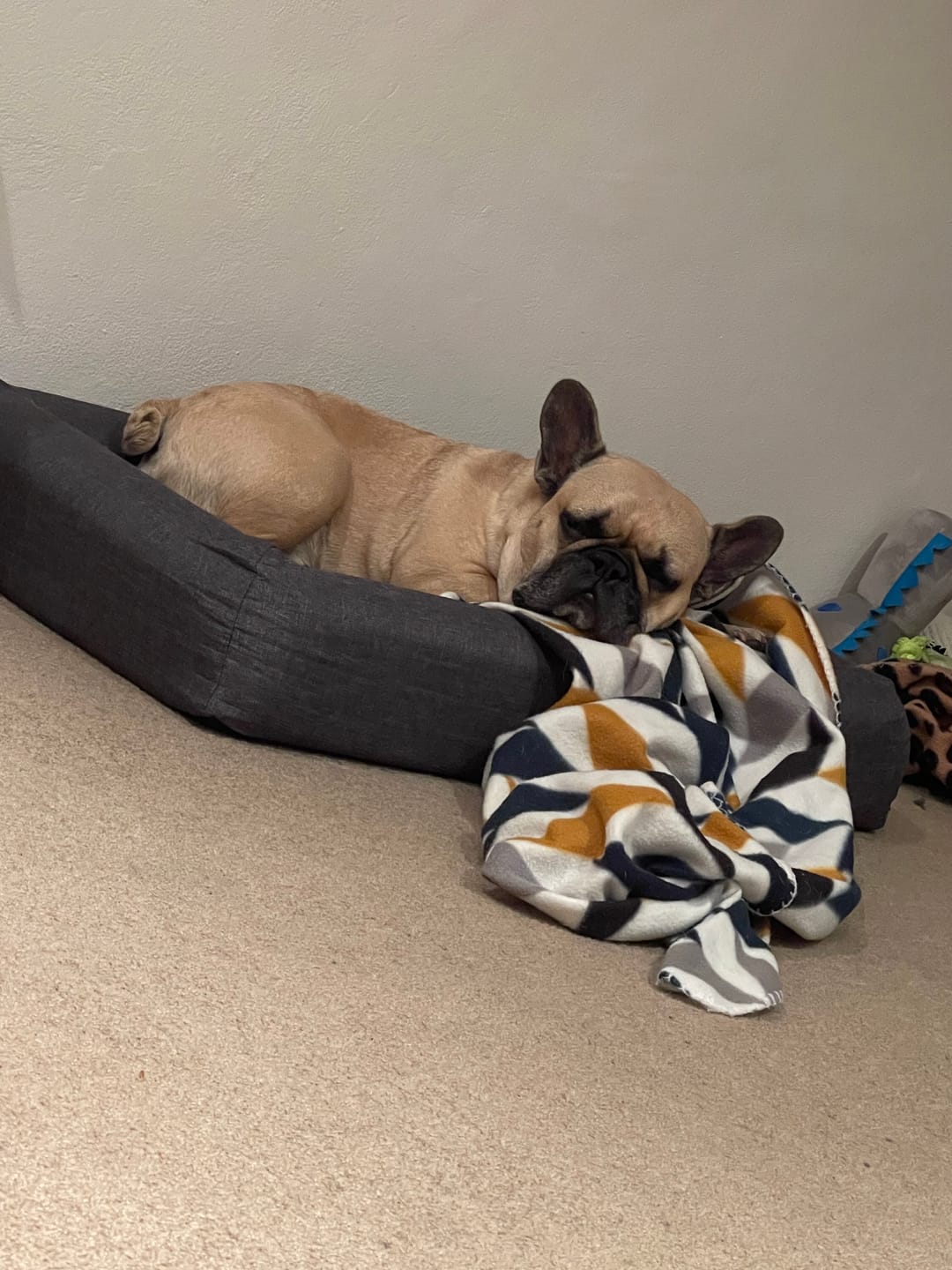 Customer photo review of PaWz Premium Memory Foam Calming Dog Bed
