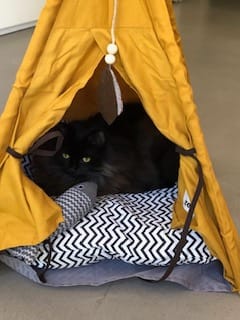 Customer photo review of ZeZe Sunset Tent For Pet Cat Bed  Dog Bed