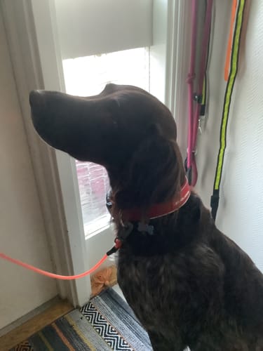 Customer photo review of Ezydog Halsband Neopren Reflex Röd