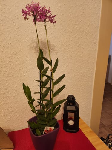 Customer photo review of Epidendrum Nordic Fire Dauerblüher 'Pink' mit 1+ Rispen