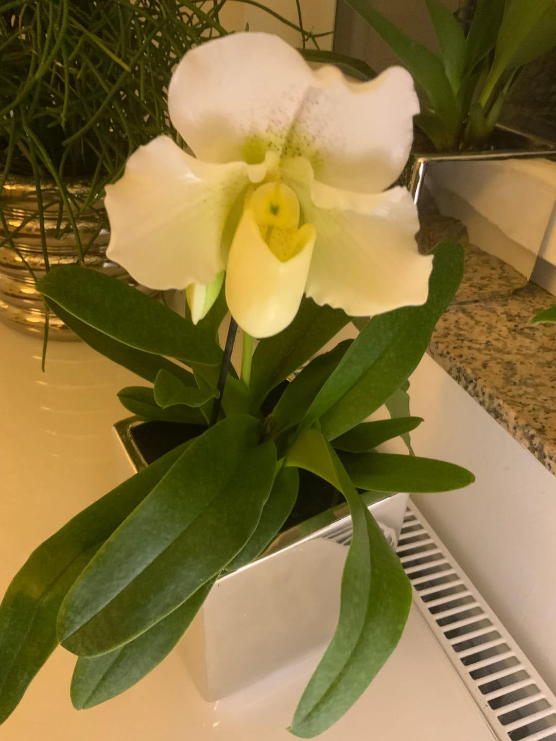 Customer photo review of Frauenschuh Paphiopedilum 'White Lady' mit 1 Rispe