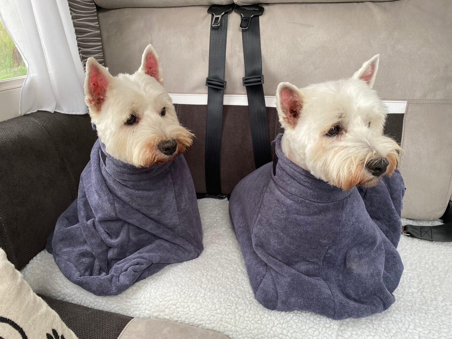 Customer photo review of Luxury Dog Drying Bag