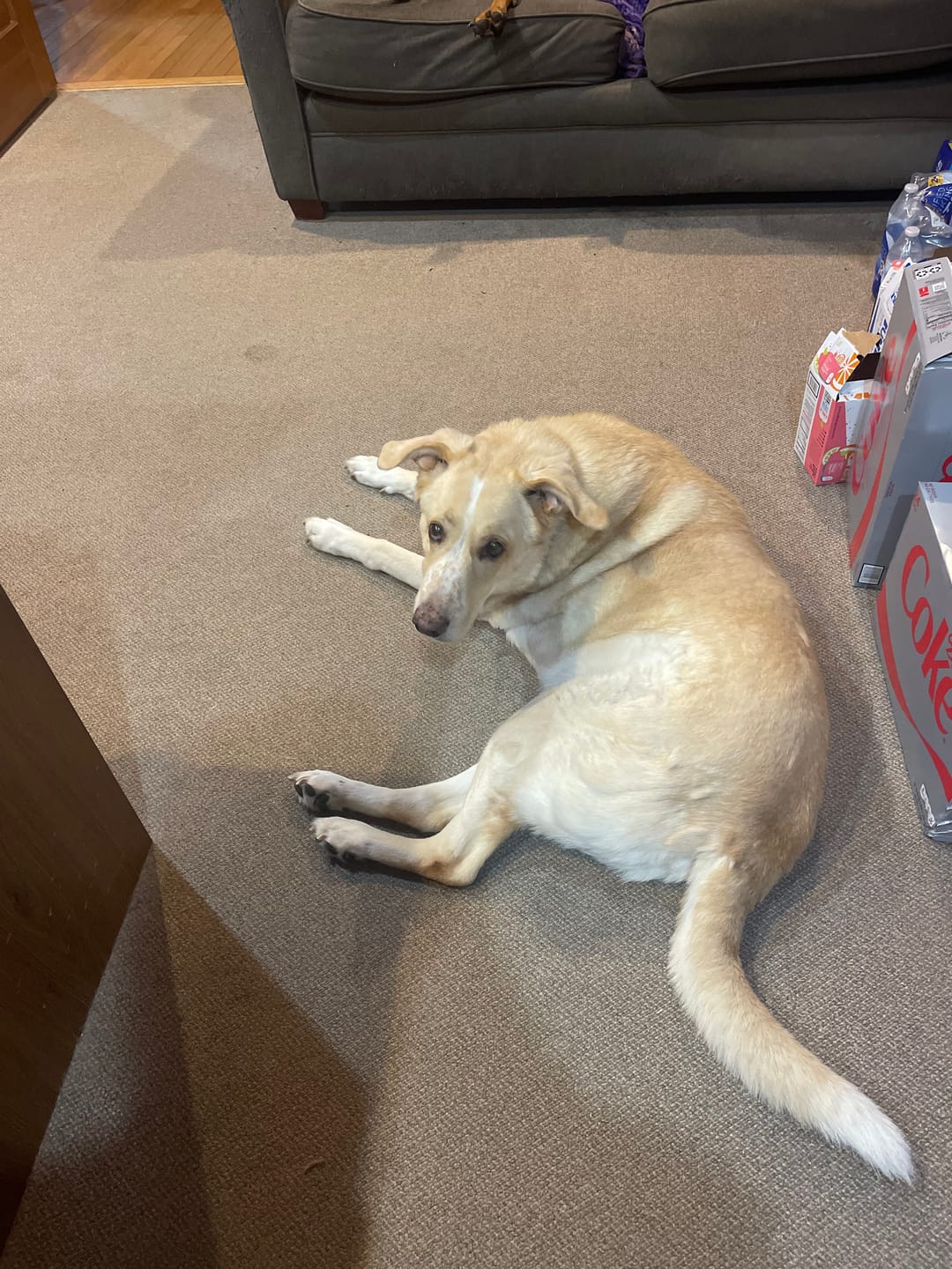 Customer photo review of Strong Paws Recovery Drops - 250mg