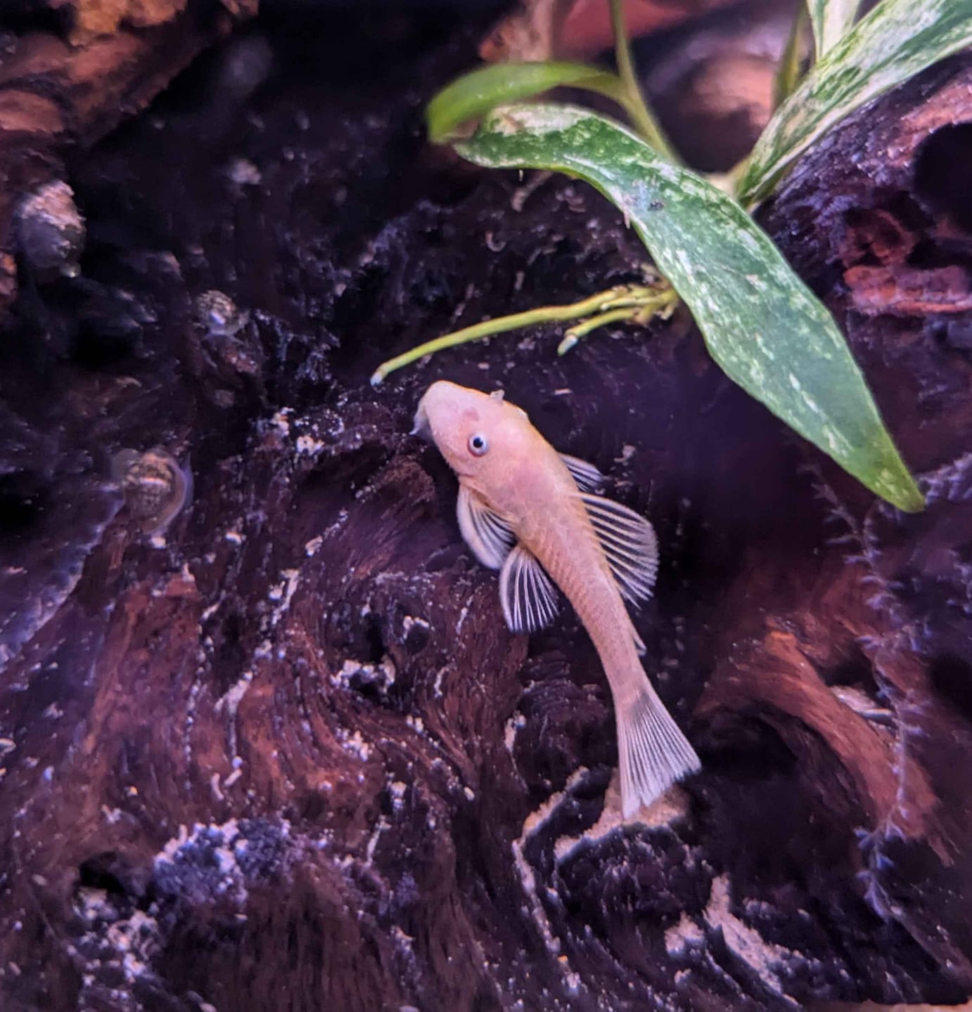 Customer photo review of L144a Blue Eye Lemon Bristlenose Pleco (2 Inches) "NEW"