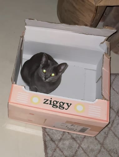 Avis photo d'un client sur Croquettes Chat Stérilisé Sans Céréales - Saumon